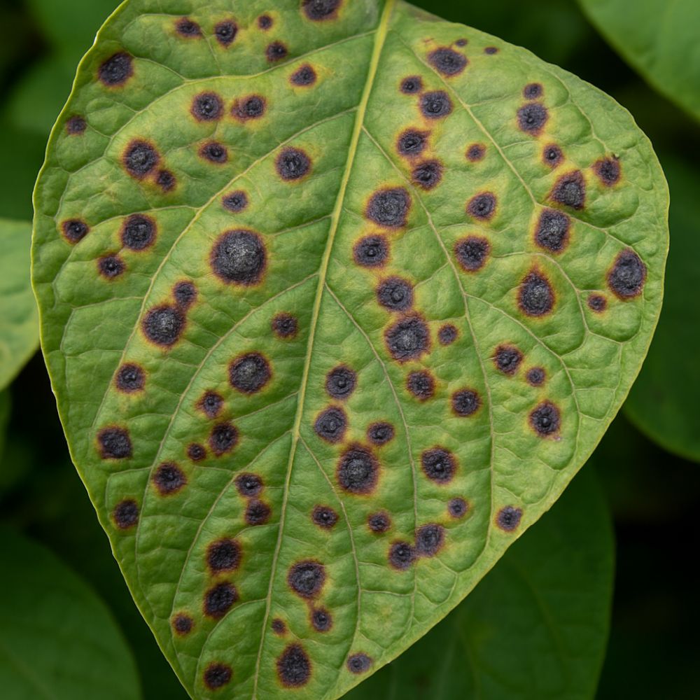 Pătarea bacteriană a frunzei