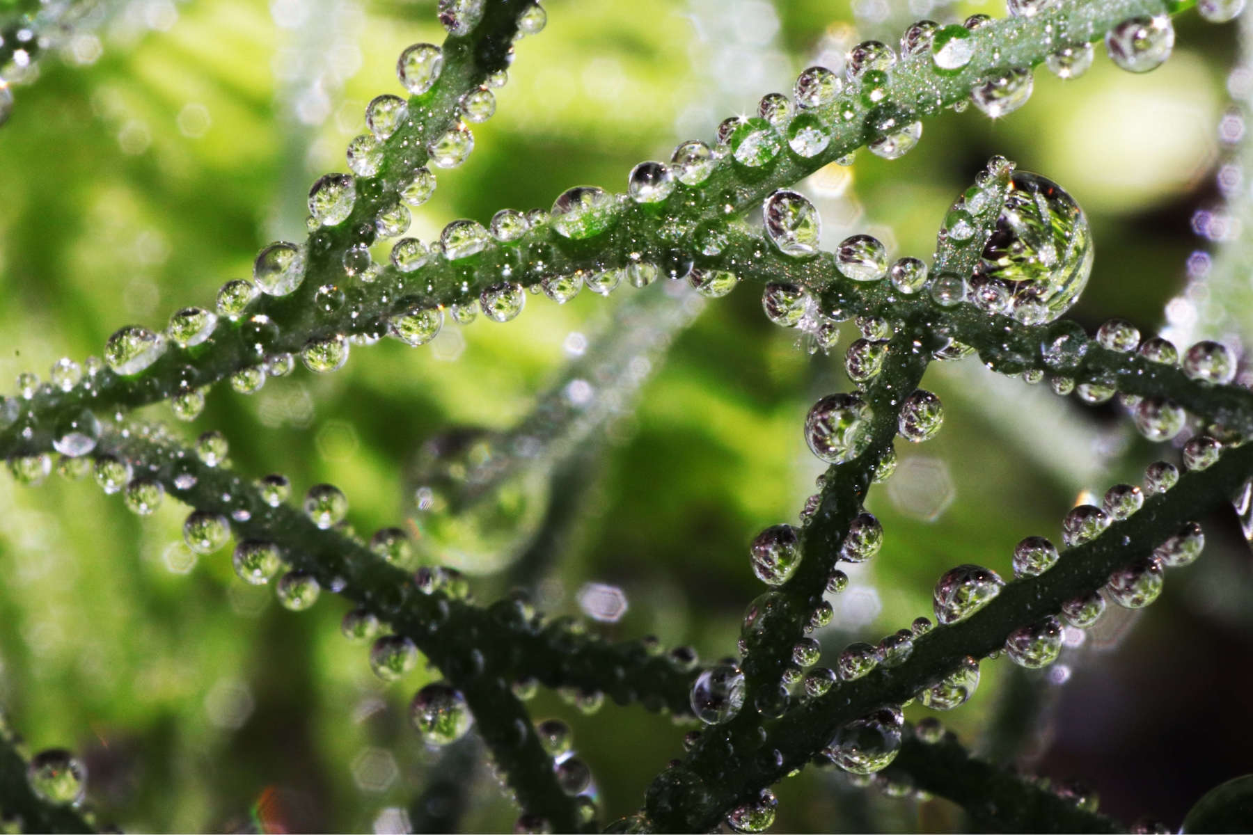 transpiratie plante